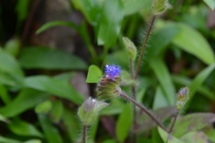 Cyanotis papilionacea